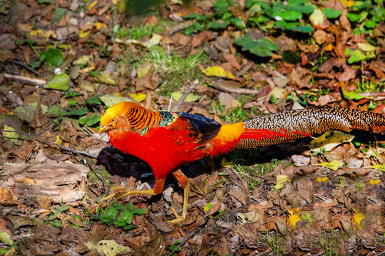 Golden pheasant (Chrysolophus pictus) walks on the ground in the forest on a bright sunny day. Animals, birds, ornithology, ecology.