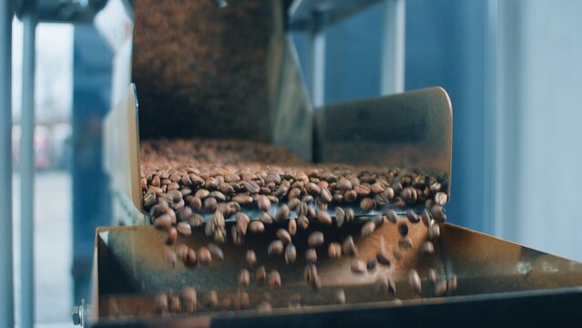 Close up hot roasted coffee beans dropping from automated roaster into collection bin modern factory brown grains flowing through steel hopper chute during industrial processing production workflow