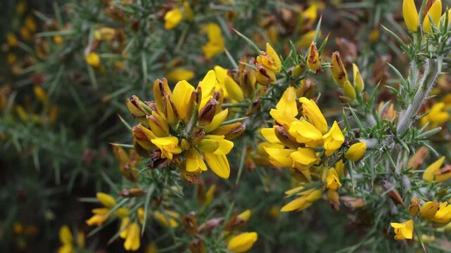 Bright yellow Gorse flowers, Ulex europaeus, moving in a light breeze in Autumn. UK