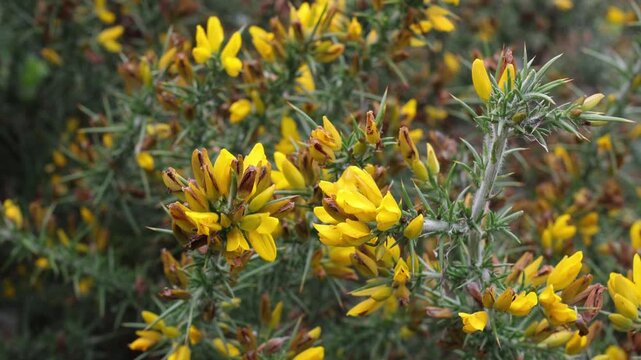 Gorse, Ulex europaeus, in flower in Autumn. UK