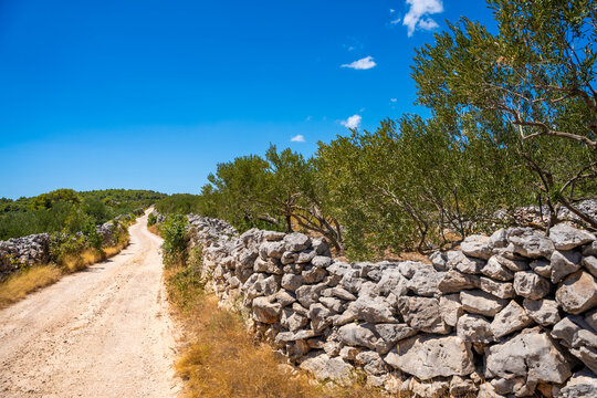 Dirt road winding through olive trees and stone walls under a clear blue sky in a rural landscape next to Gornje Selo, Croatia