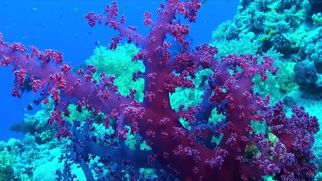 A close-up shot of a purple soft coral on a coral reef in the Red Sea