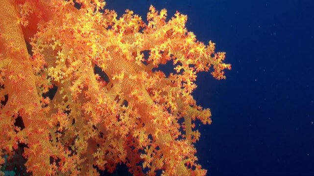 close-up shot of an orange soft coral on a wall in the Red Sea with blue ocean in the background