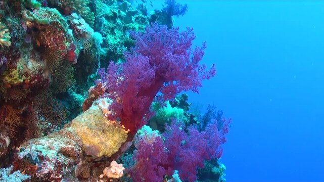 a purple soft coral on a coral reef in the Red Sea