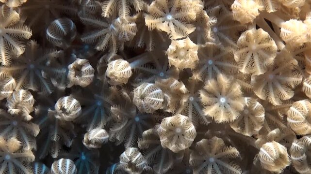 A xenia coral reef filmed super close up feeding in the Red Sea
