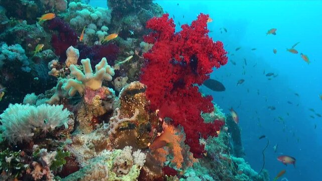 Red soft coral on coral reef in the Red Sea