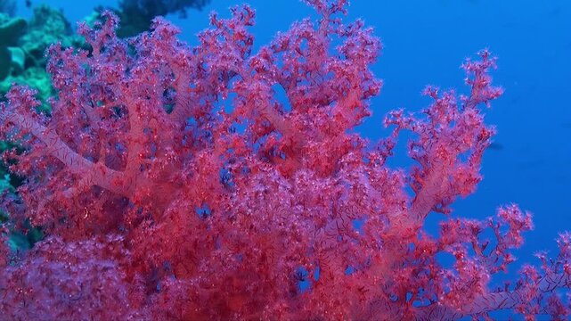 a close-up shot of a pink soft coral with blue ocean in the background in the Red Sea