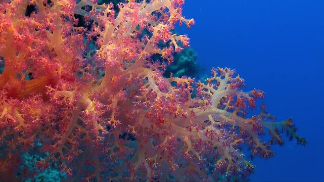 Pink soft Coral close up on coral wall in the Red Sea