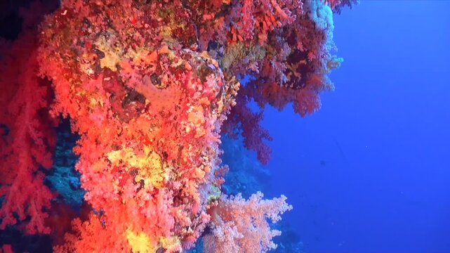 Video of drifting along a soft coral on a steep reef in the Red Sea