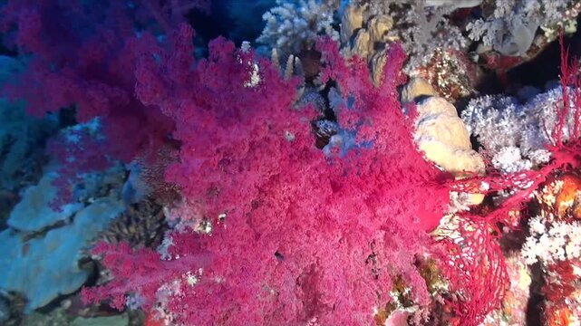 Drifting around a pink soft coral on a coral reef in the Red Sea