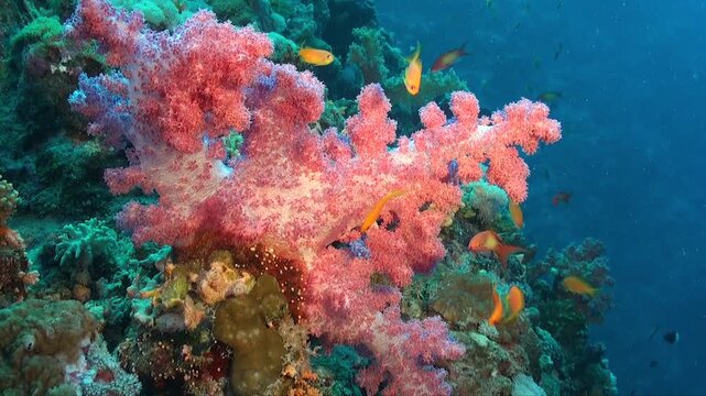 close up of a pink soft coral on a coral reef in the Red Sea