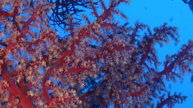 close-up shot of a soft coral in the red sea coral reef