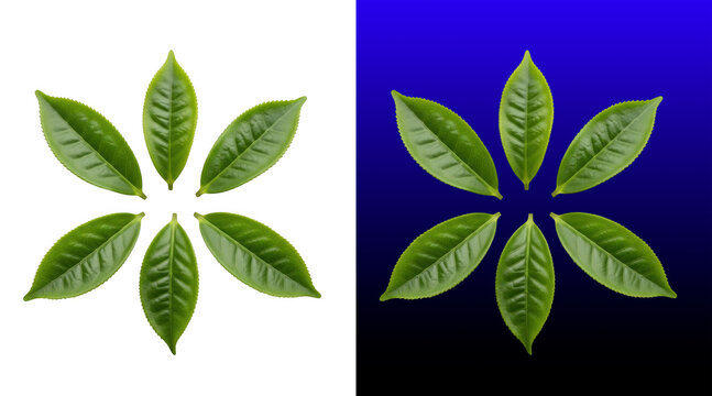 Fresh green tea leaves arrangement flat lay design