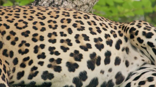 Detailed close-up footage of a resting Sri Lankan leopard, revealing its distinctive rosette-patterned coat and subtle breathing movements in a natural forest habitat.