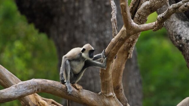 A tufted gray langur carefully climbs across bare tree branches against a lush green forest background in Sri Lanka.
