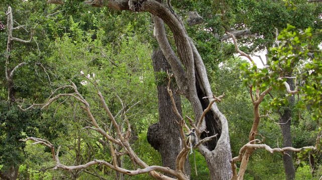 Wide shot of a tufted gray langur moving across twisting branches and climbing a large tree in the dense wilderness of Sri Lanka.