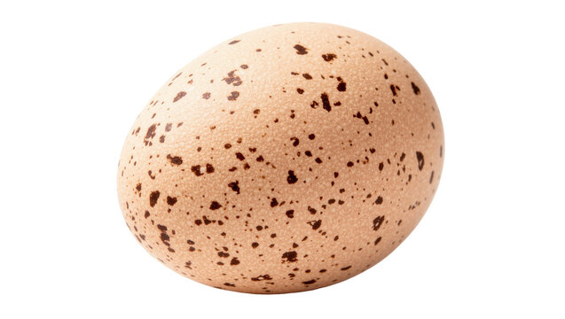 Speckled brown bird egg with textured shell, isolated on transparent background