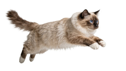 Obraz premium Fluffy Birman cat with blue eyes mid-jump, isolated on transparent background