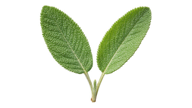 Two textured green sage leaves with a small stem, isolated on transparent background