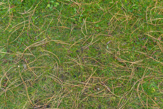 Dry pine needles fallen on green lawn, garden cleanup