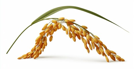 Obraz premium Golden rice stalk with green leaf on white
