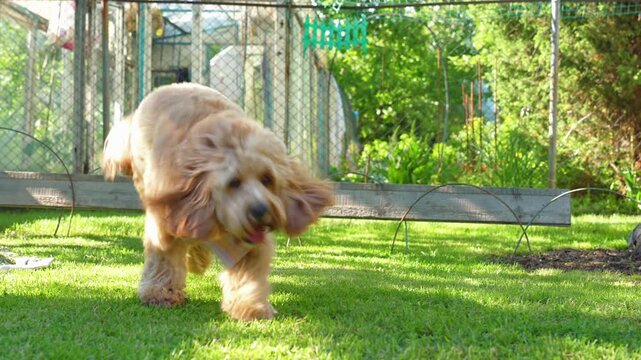 Curly brown dog resting on the grass in summer, then suddenly running toward the camera