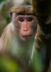 monkey  © Sansuka
