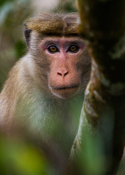 monkey 