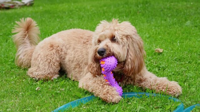 A cute curly brown doodle dog happily playing with a toy on green grass in summer.