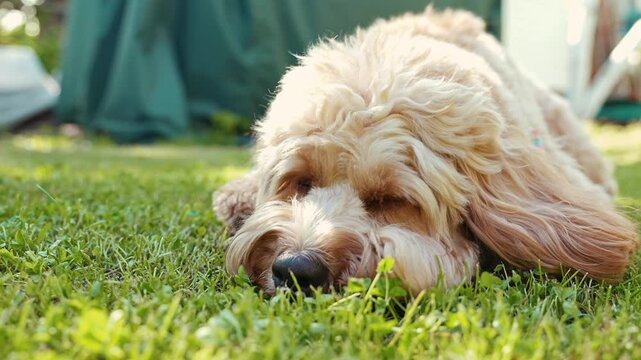 Beautiful curly brown dog falling asleep lying on the grass