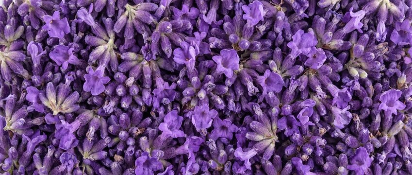 Dense lavender flower texture flat lay. Fresh purple blossoms background. Natural floral herbal pattern