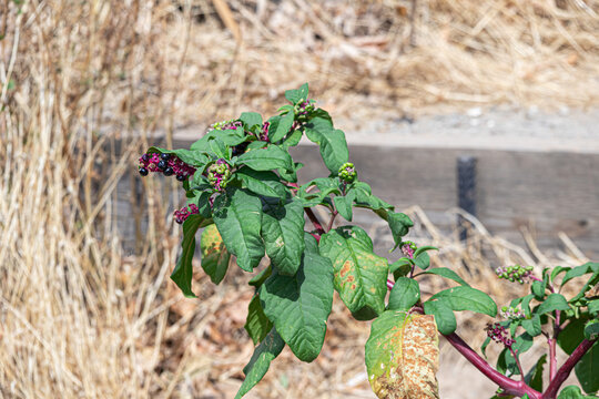 Pokeweed Berries Green Leaves Purple Stem in Dry Grass