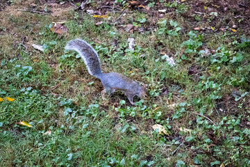 squirrel on grass © Sam