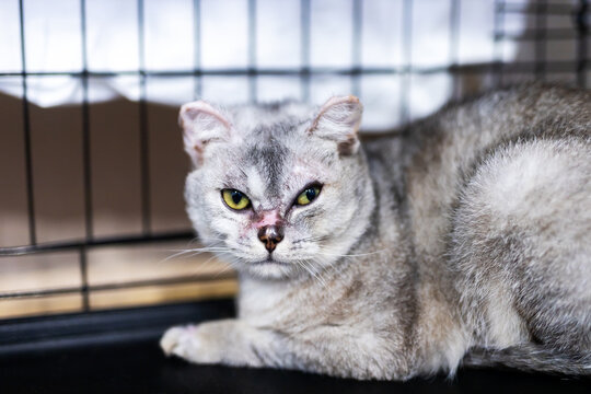 Silver tabby cat resting inside metal cage with alert gaze, bright green eyes, curled body and tucked tail, indoors at animal shelter care setting closeup view portrait