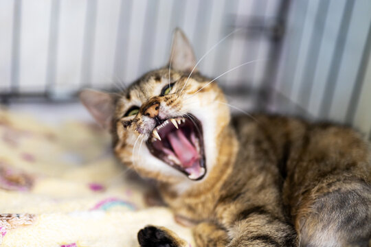 Yawning brown tabby kitten lying on patterned blanket inside wire enclosure with mouth open, teeth visible, ears perked, and eyes squinting in warm indoor light
