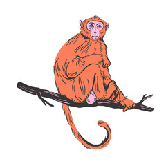 A detailed handdrawn animal illustration featuring a cute orange monkey sitting calmly on a dark tree branch isolated against a solid black background for design © MdBillal