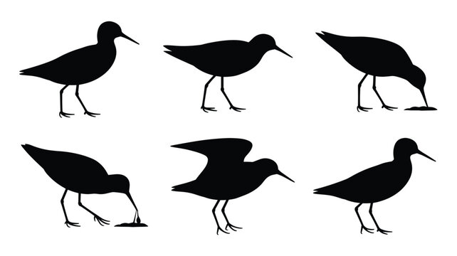 Black silhouettes of shorebirds in various postures, such as standing, walking, pecking at the ground, foraging, and spreading wings, isolated on a clean white background for