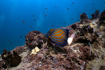 Angelfish Swimming Over Colorful Tropical Coral Reef © mikeennis_uw
