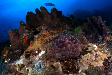 Pillow Starfish on a Vibrant Tropical Reef © mikeennis_uw