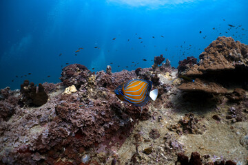 Angelfish Swimming Above a Vibrant Tropical Coral Reef © mikeennis_uw