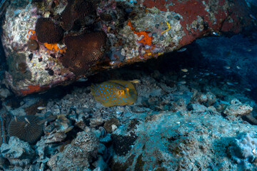Blue-Spotted Stingray Resting Peacefully Beneath a Reef Ledge © mikeennis_uw