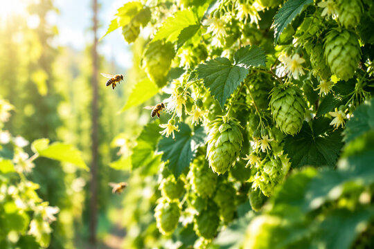 Sunlight filtering through lush green hop bines with delicate flowers and bees.