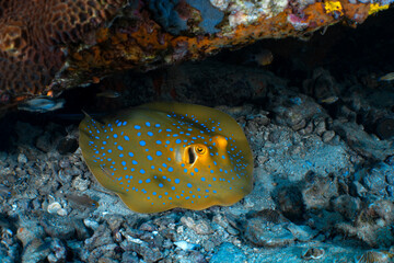 Blue-Spotted Stingray Looking Directly at the Camera © mikeennis_uw