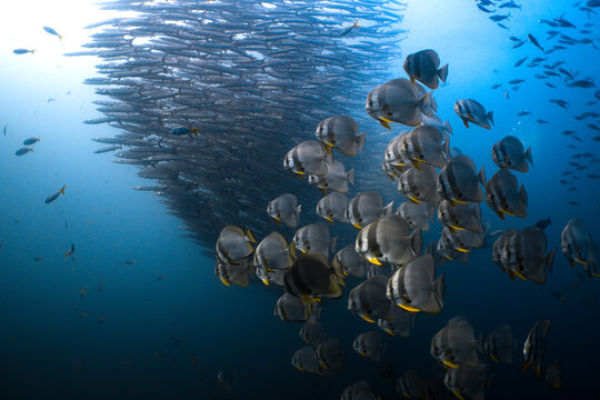 Batfish and Chevron Barracuda Schools in Blue Water