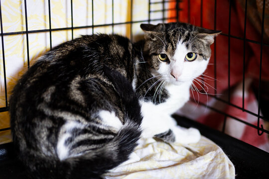 Tabby cat curled on blanket inside metal cage, alert and tense, striped fur and bright eyes under warm indoor light in shelter or veterinary holding waiting setting