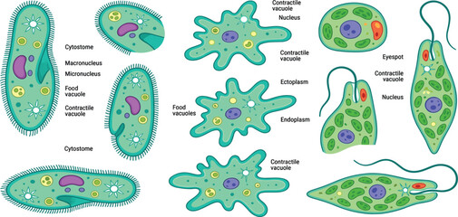 Obraz premium Unicellular Organisms Paramecium Amoeba Euglina Microorganism Structure Biology Vector Illustration Flat Design