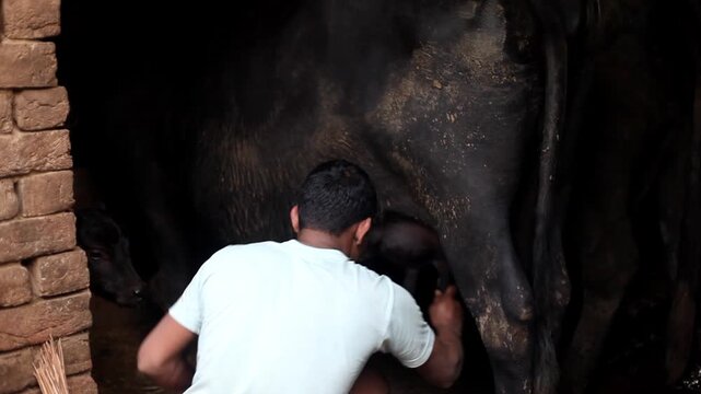Men milking buffalo at home.