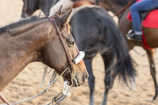 A track pony in the foreground with a racehorse and another track pony in the background. 