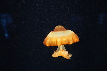 Glowing orange jellyfish drifting in dark water with floating particles, aquarium underwater scene © 花菜 橋本