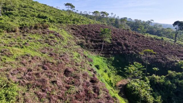 Sunlit terraced tea fields on green Indonesian hillside with pruned bushes and scattered shade trees.
